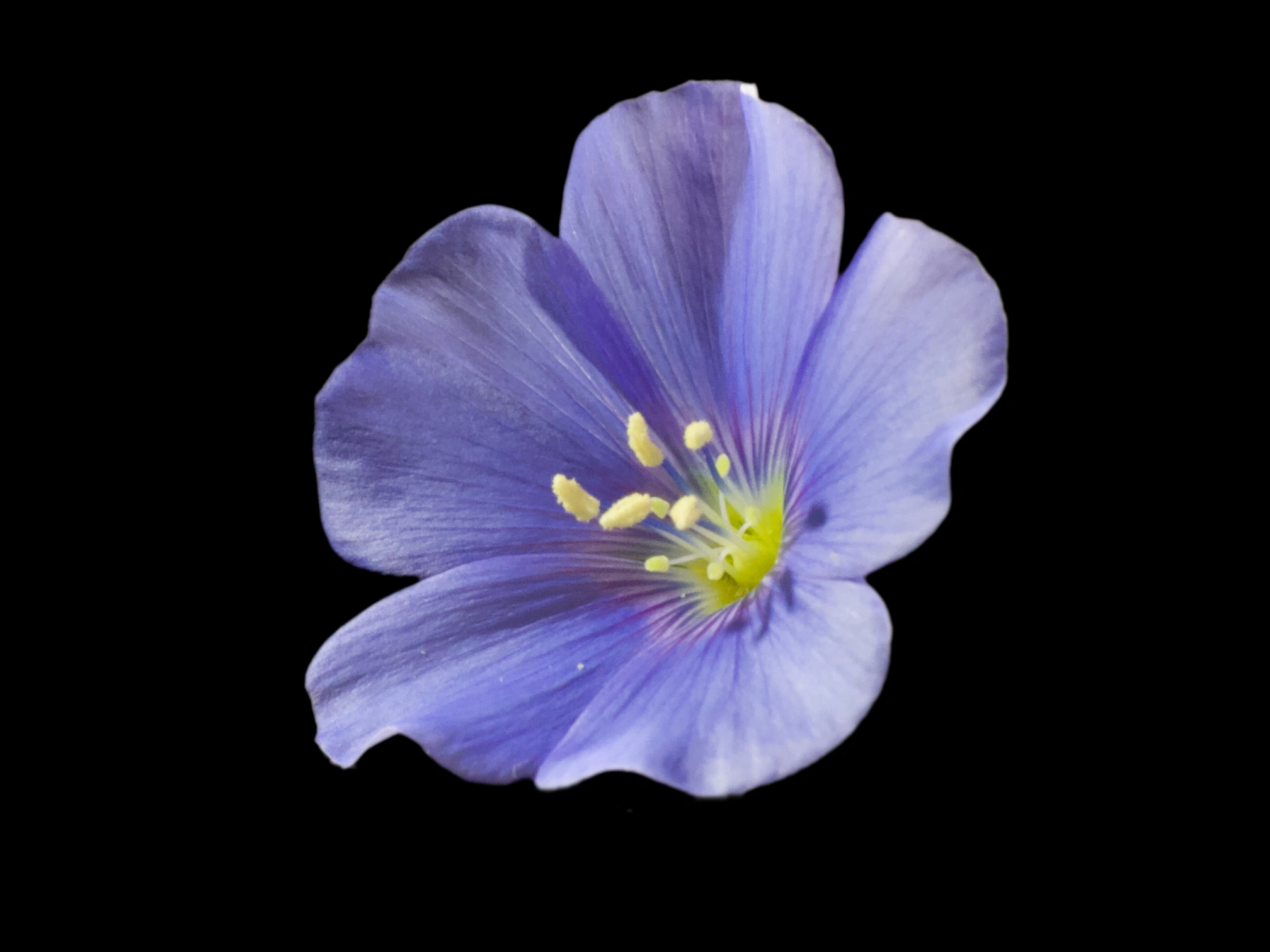 Image of Linum perenne L.