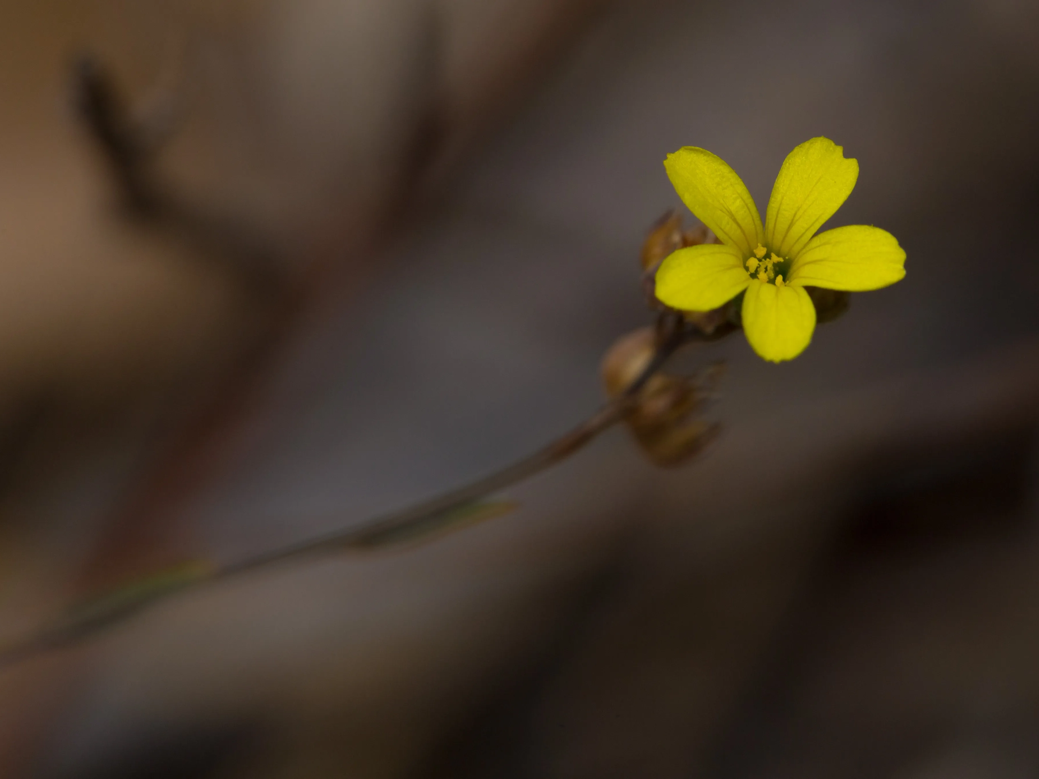 Image of Linum trigynum L.