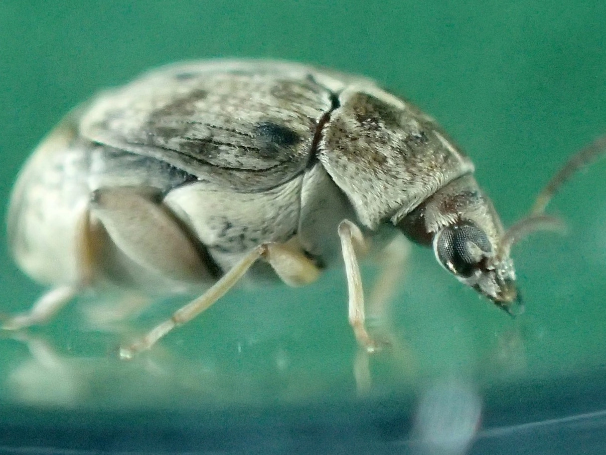 Image of Acanthoscelides obtectus
