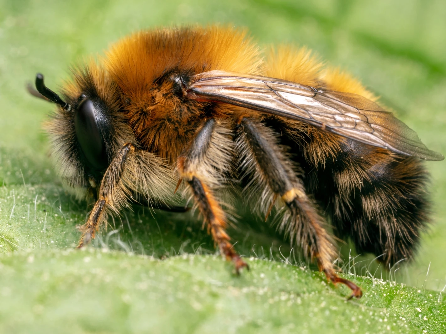 Image of Anthophora plagiata