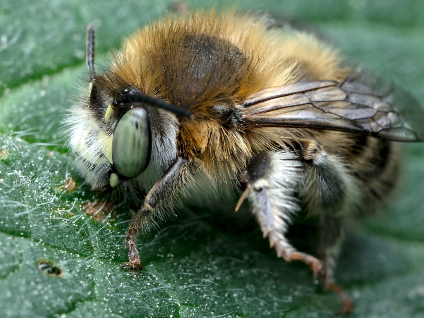 Image of Anthophora quadrimaculata