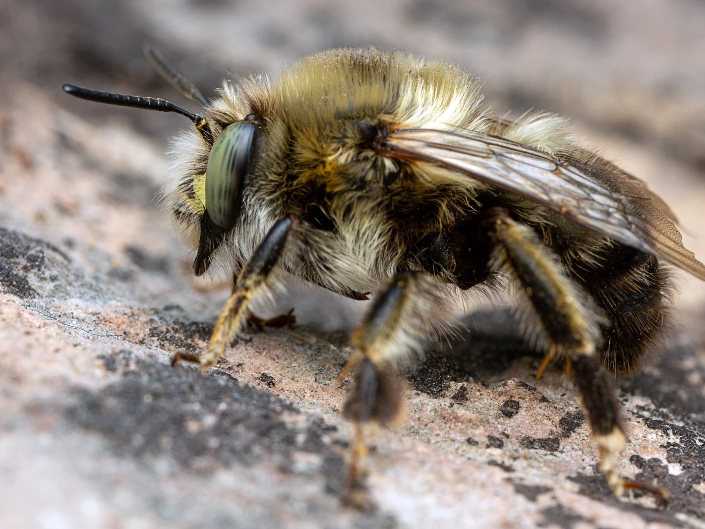 Image of Anthophora retusa