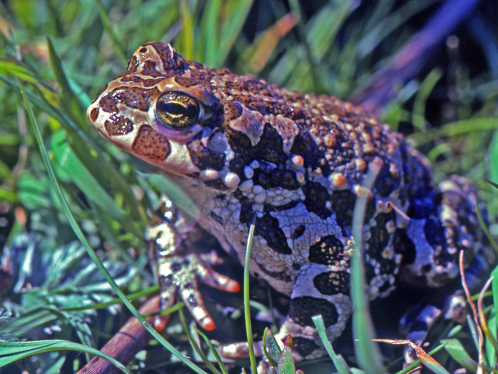 Image of Bufotes viridis