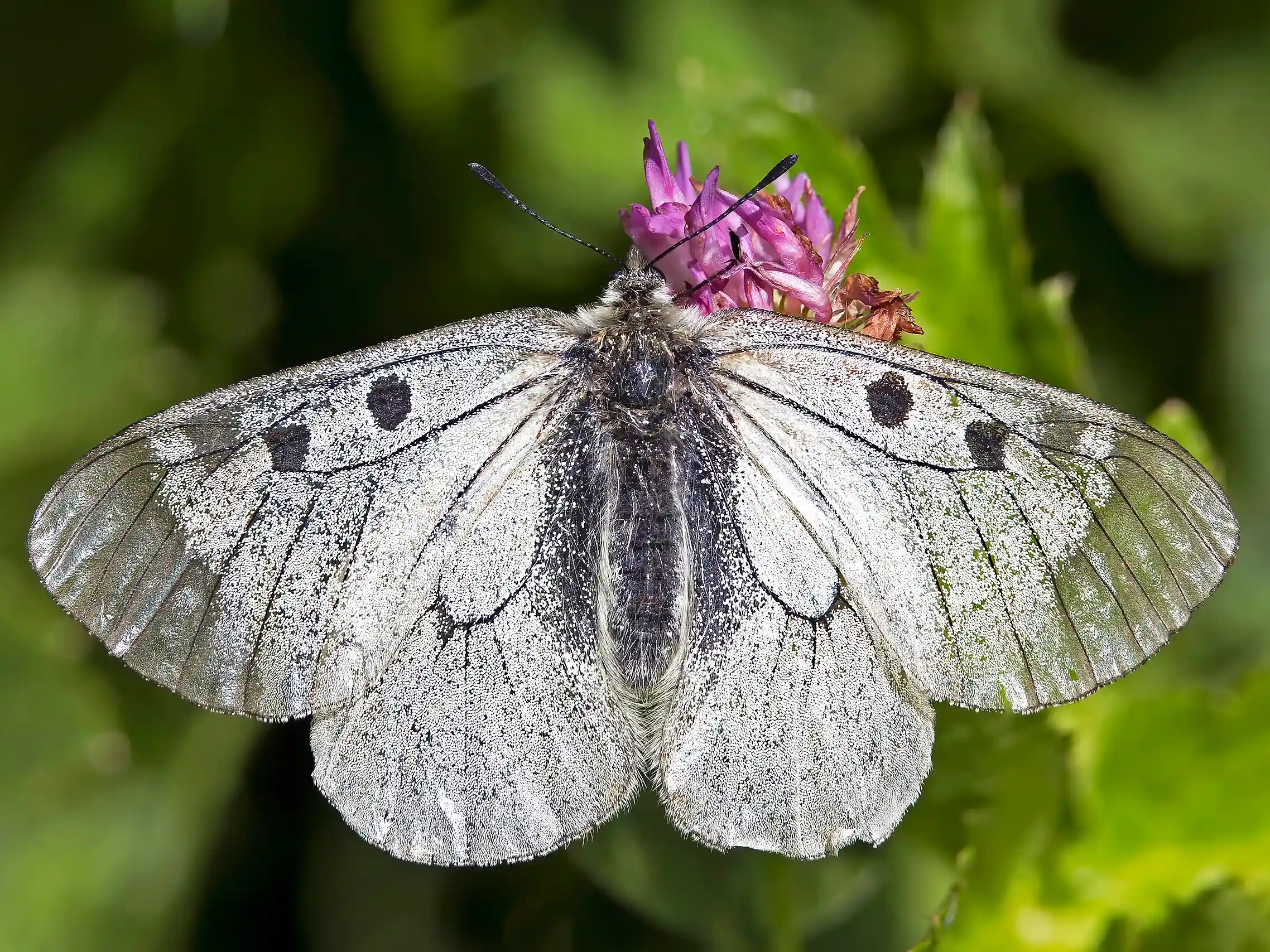 Image of Parnassius mnemosyne