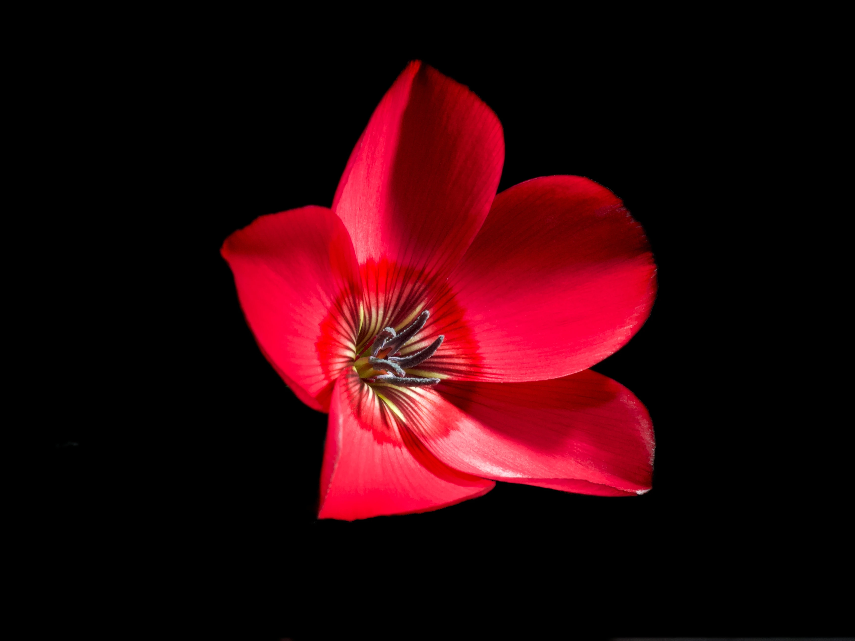 Image of Linum grandiflorum Desf.