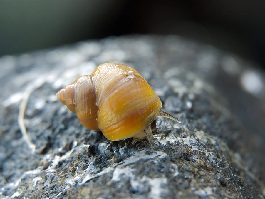 Image of Littorina saxatilis