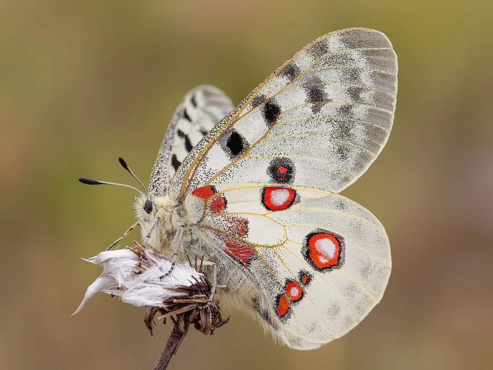 Image of Parnassius apollo